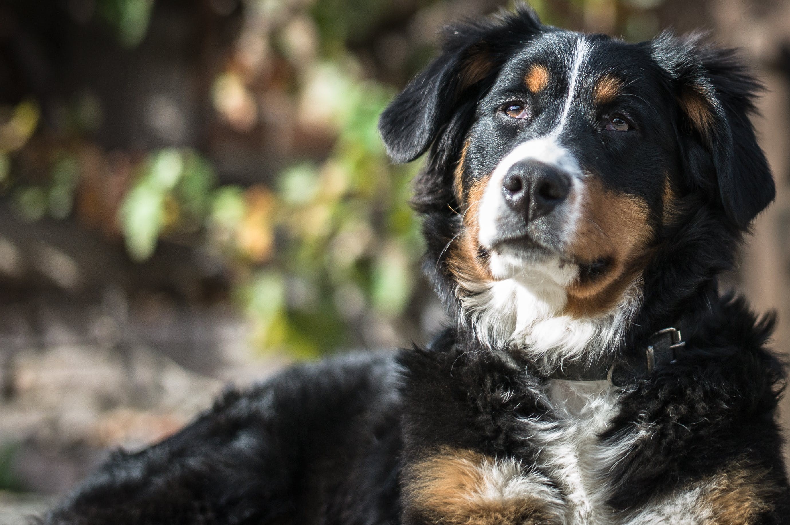 Yaşlı Köpekler İçin Bakım 