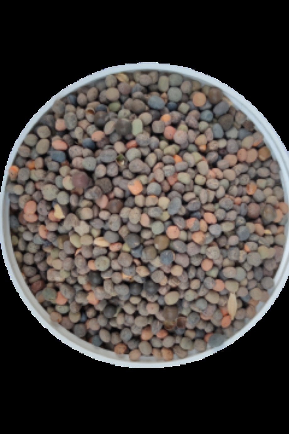 Fig Tohumu-5Kg