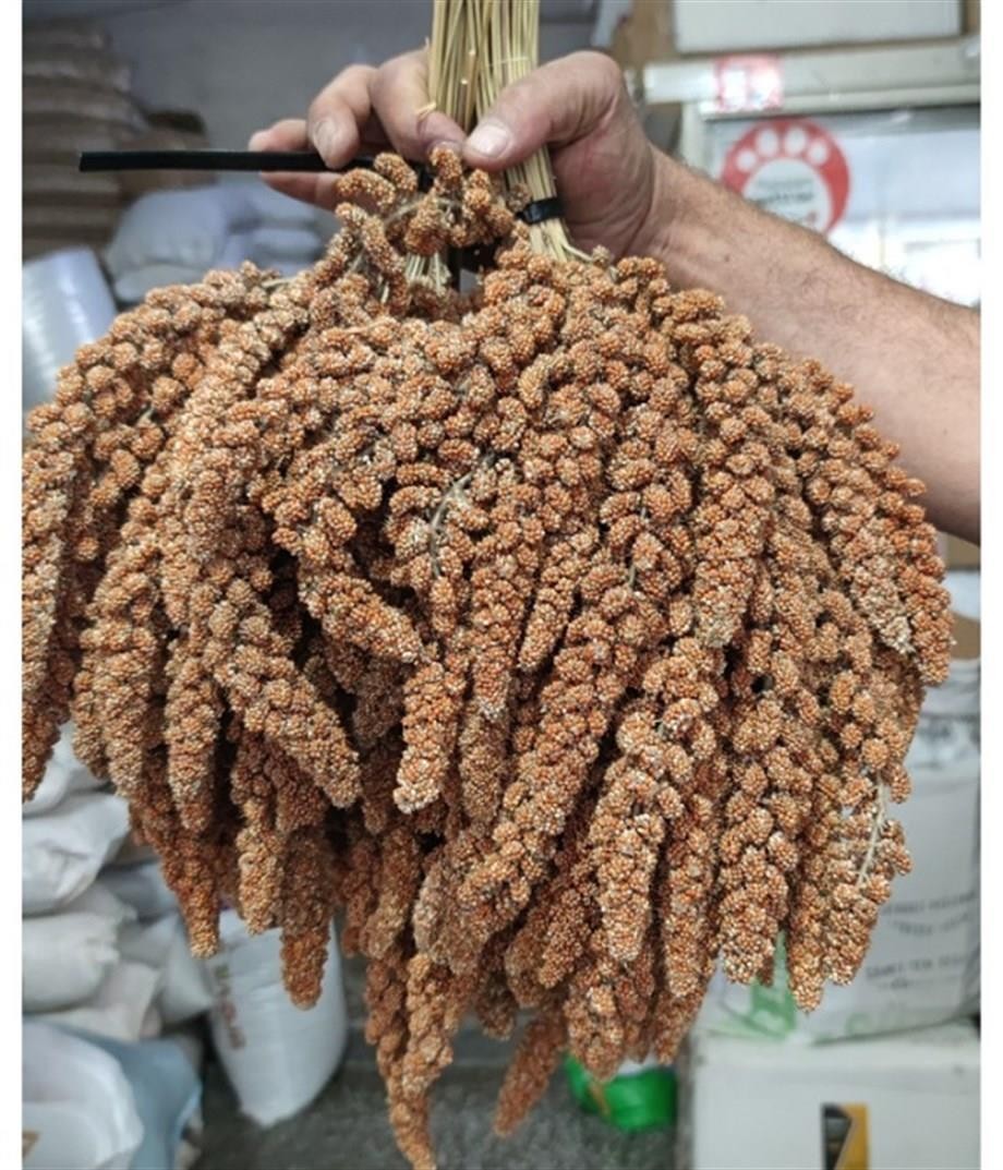 Kızıl Dal Darı 10 Kg - Doğal ve Besleyici Kuş Yemi