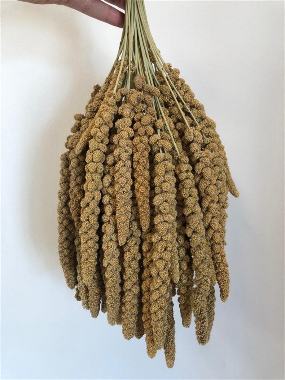 Sarı Dal Darı-İri Boy-5Kg