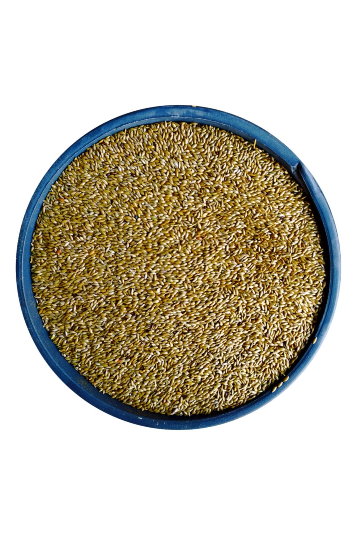 Aspur Sade Kanarya Yemi 1 Kg | Doğal ve Besleyici Günlük Kuş Yemi