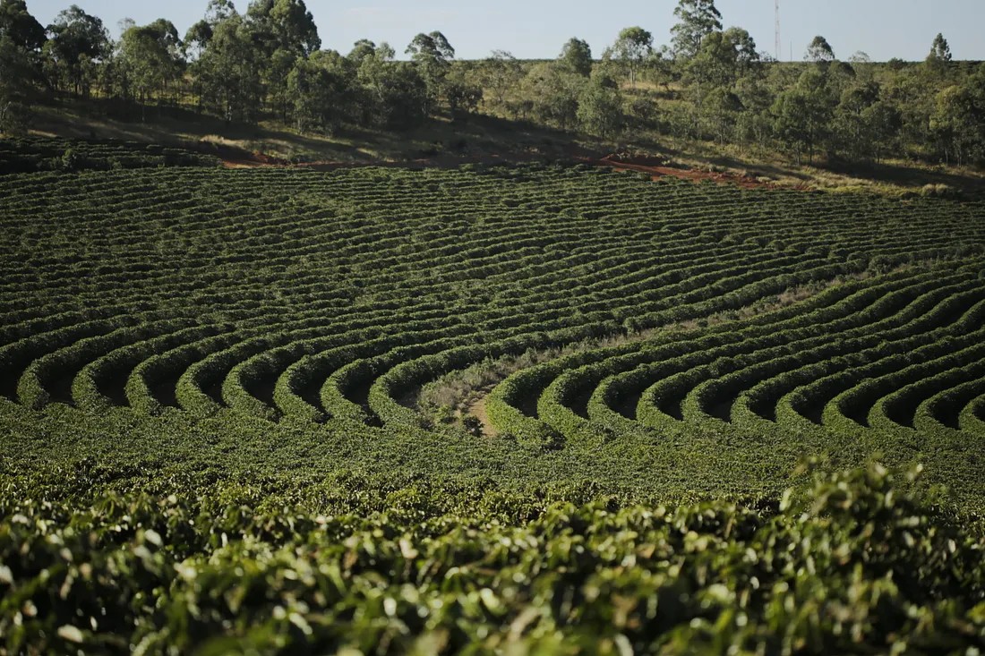 Cerrado Red Diamond