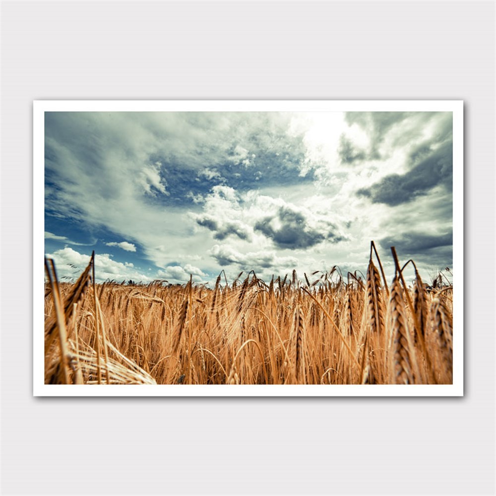 Buğday Tarlası Kanvas Tablo