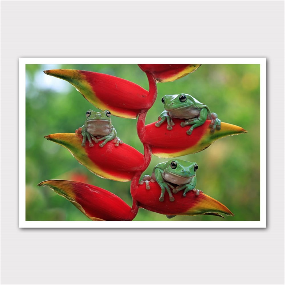 Kırmızı Bitkide Yeşil Kurbağalar Kanvas Tablo