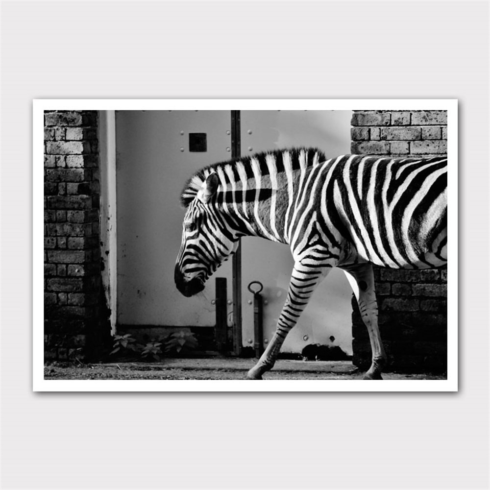 Şehirde Yürüyen Zebra Kanvas Tablo