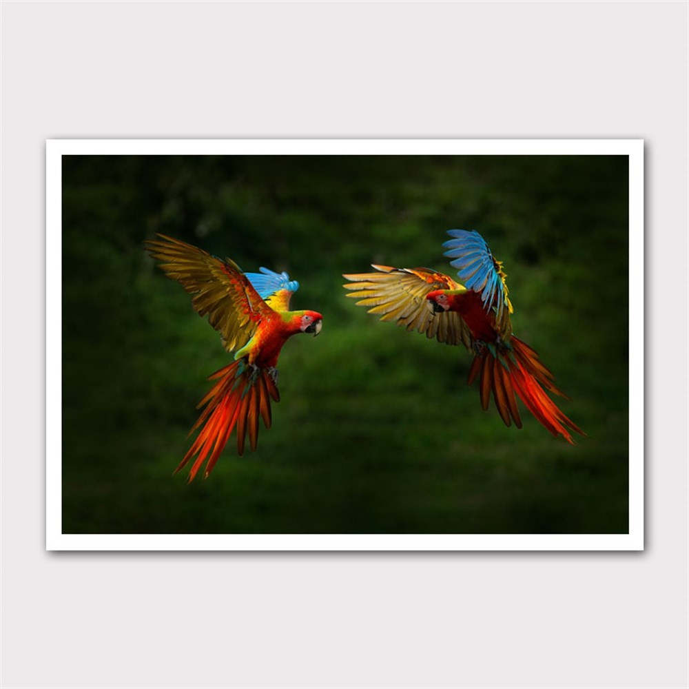 Uçuşan Renkli Papağanlar Kanvas Tablo