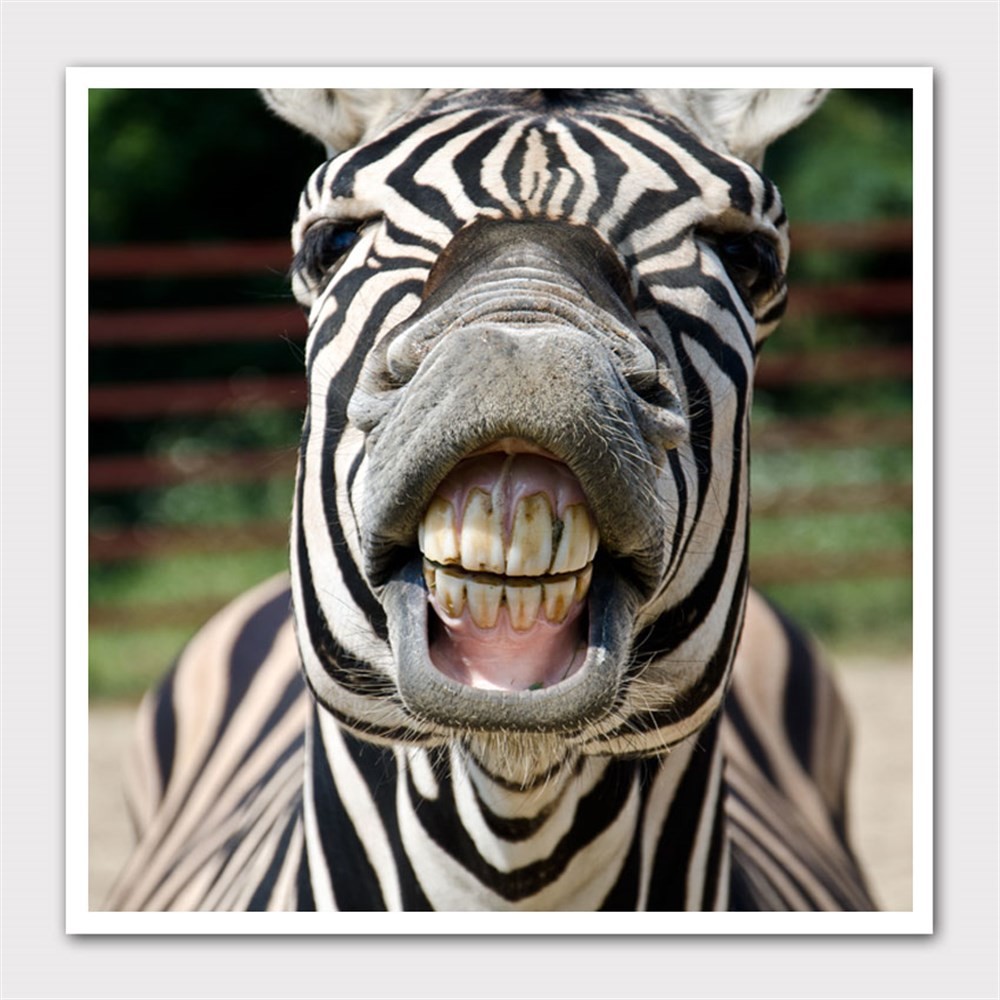 Diş Gösteren Zebra Kanvas Tablo