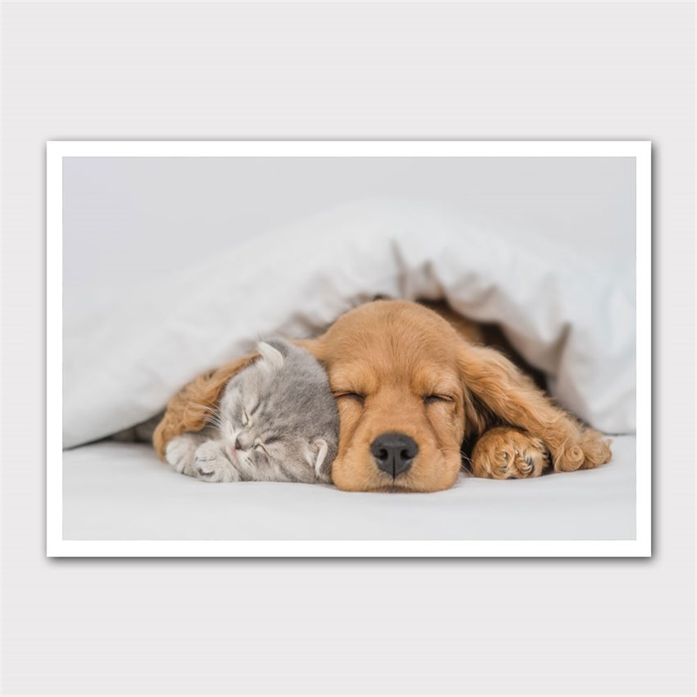 Kediyle Uyuyan Beagle Kanvas Tablo