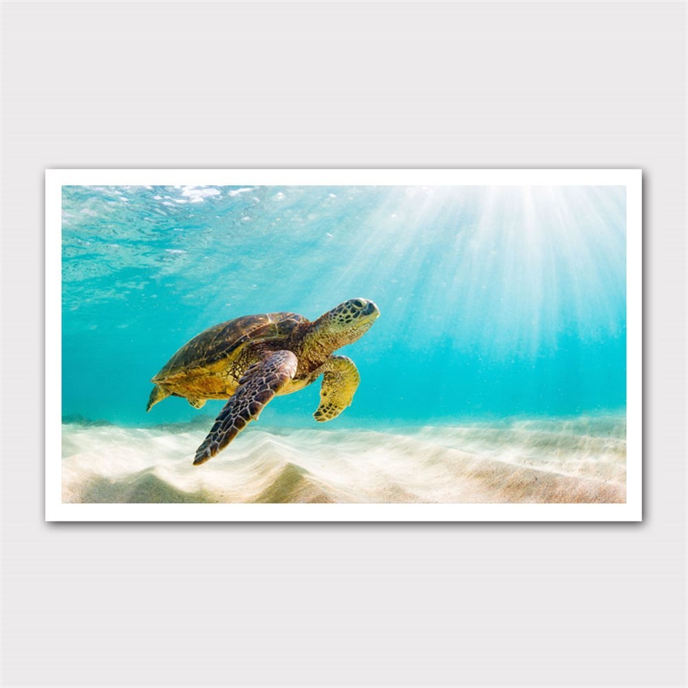 Su Altındaki Deniz Kaplumbağası Kanvas Tablo