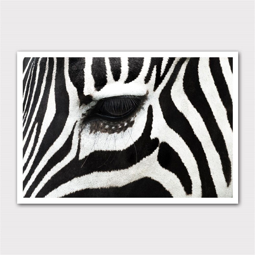 Yakın Çekim Zebra Gözü Kanvas Tablo