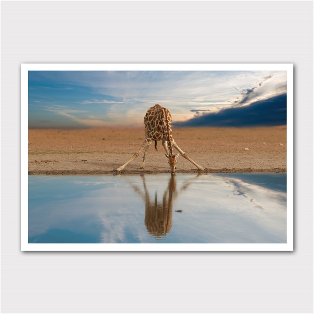 Su İçen Zürafa Kanvas Tablo