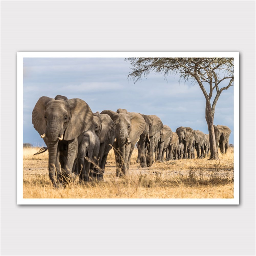 Tek Sıra Yürüyen Filler Kanvas Tablo