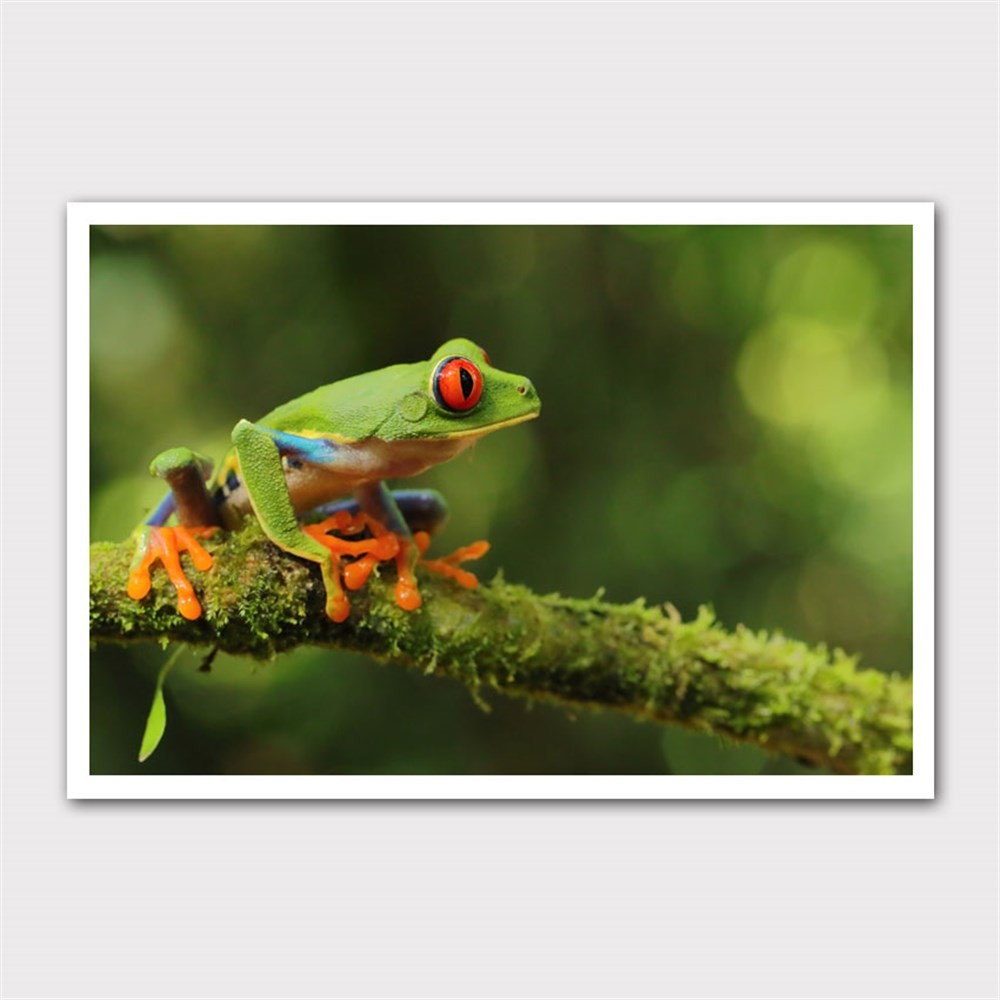 Kırmızı Gözlü Ağaç Kurbağası Kanvas Tablo