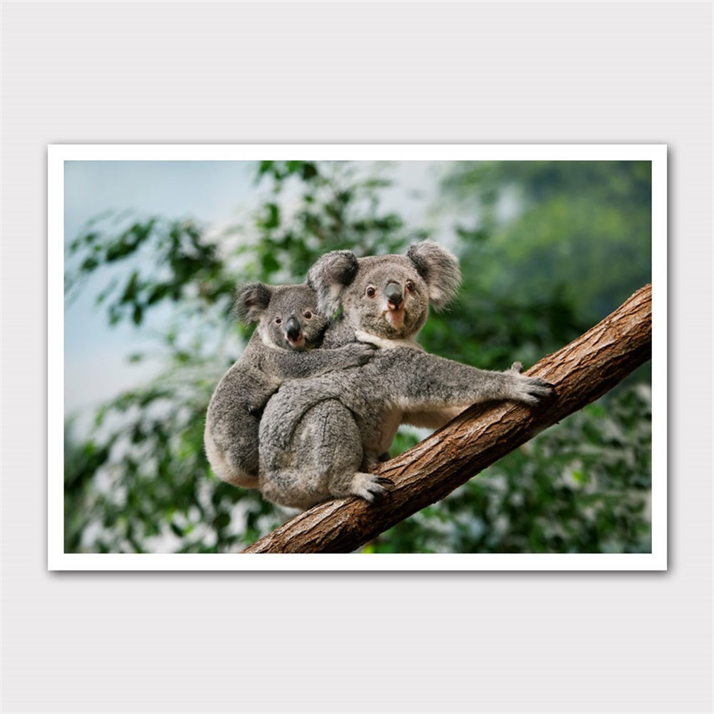 Yavrusunu Taşıyan Koala Kanvas Tablo