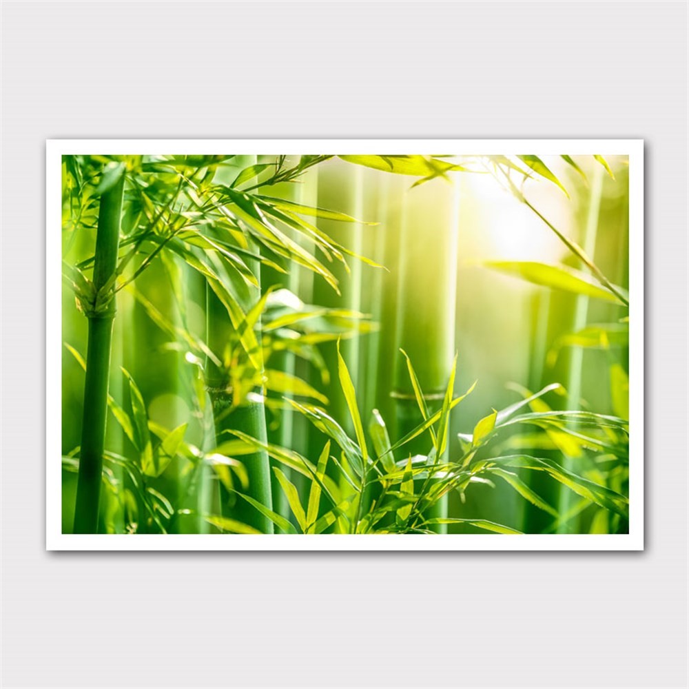 Bambu Ağaçları ve Güneş Kanvas Tablo
