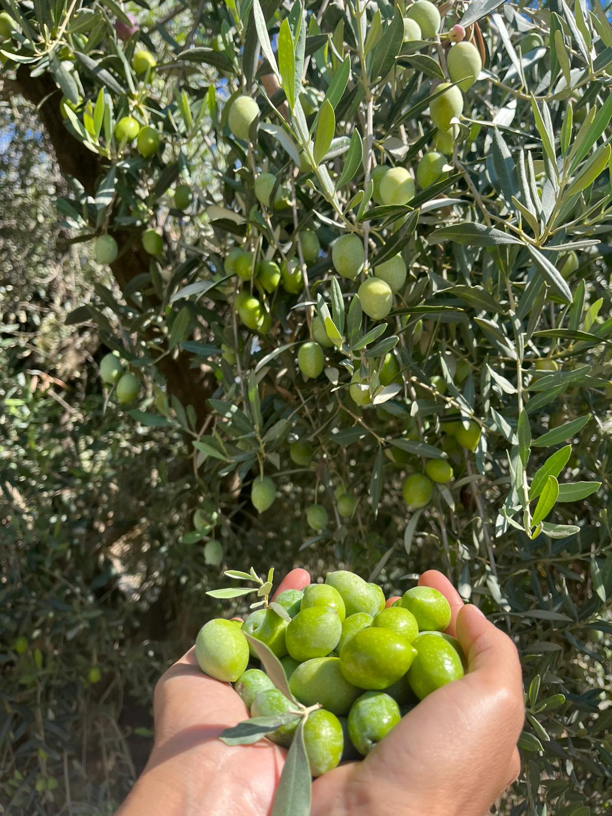 Memecik Ham Yeşil Zeytin Dökme 1 KG