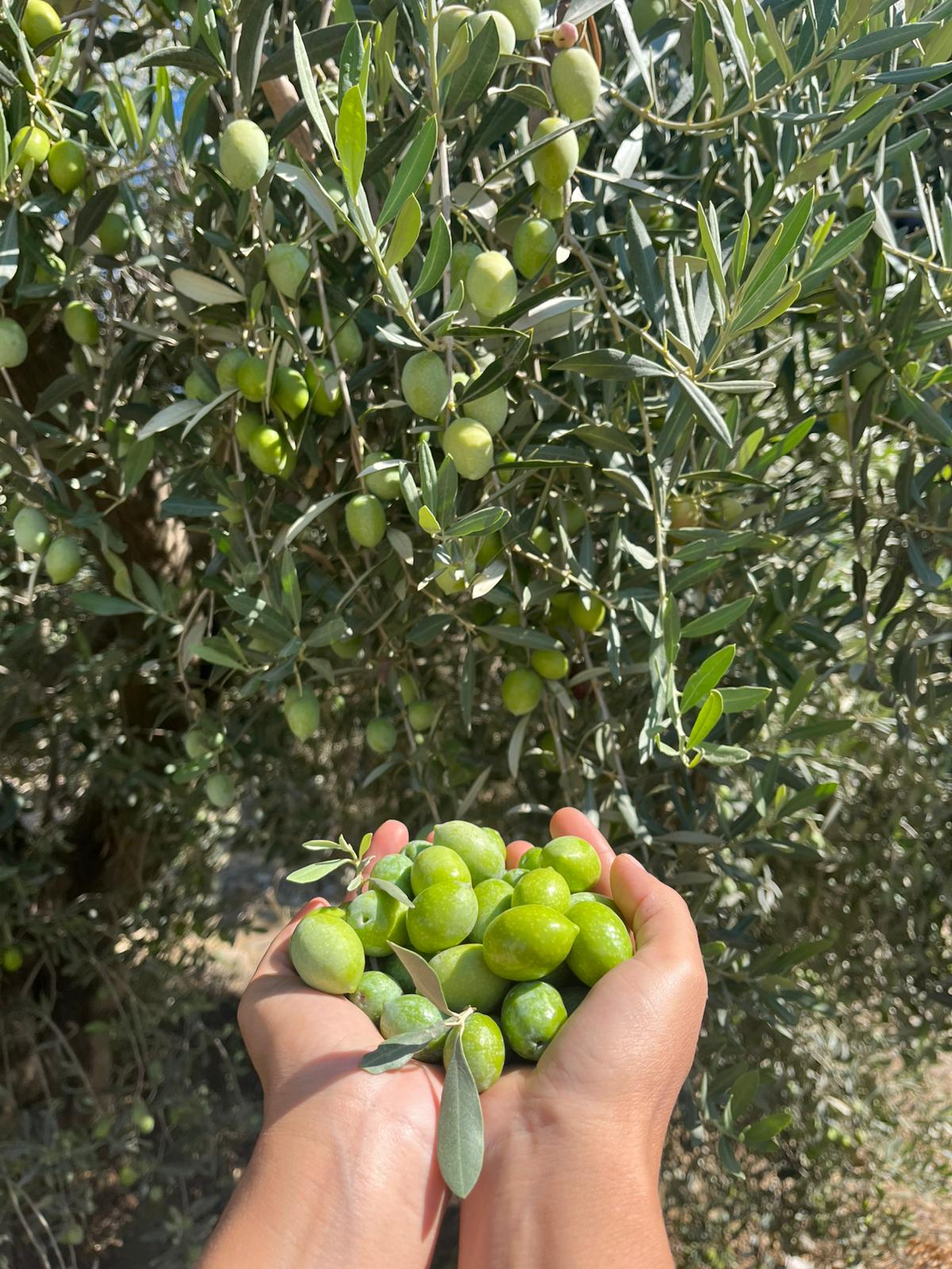 Memecik Ham Yeşil Zeytin Dökme 1 KG