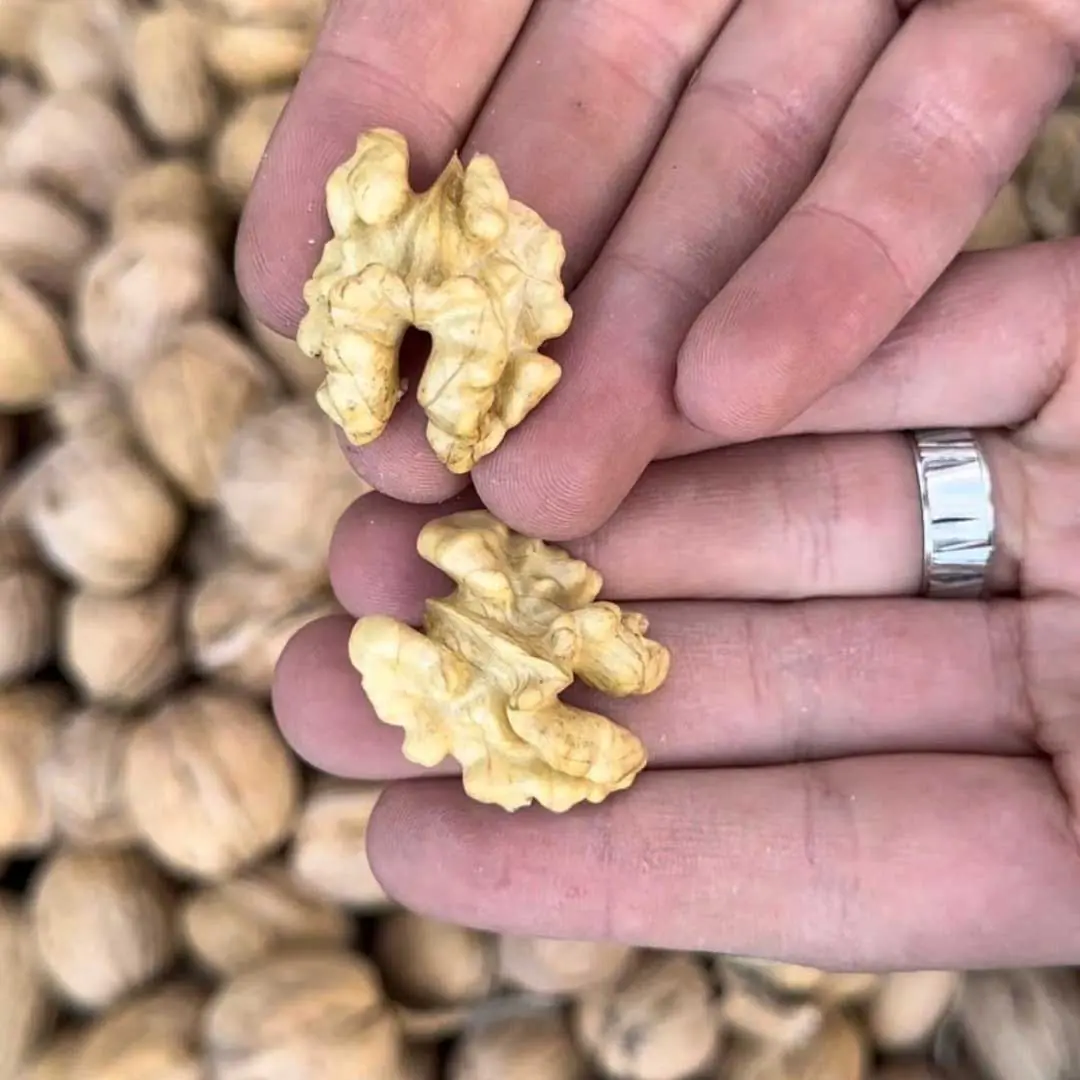 Yeni Mahsül Yerli Kabuklu Ceviz 5Kg