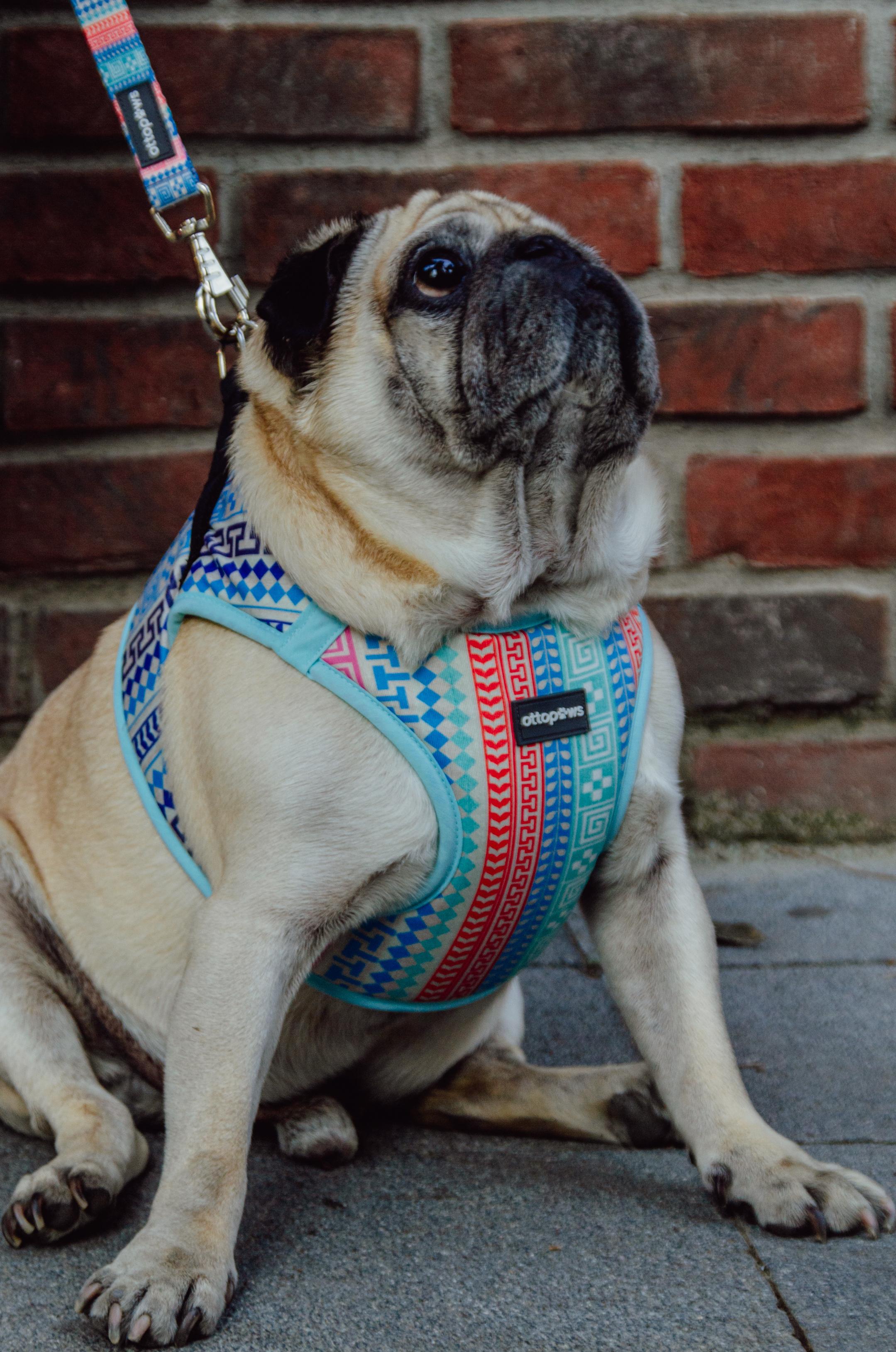 Ethnic Stripe Göğüs Tasması / Ethnic Stripe Harness