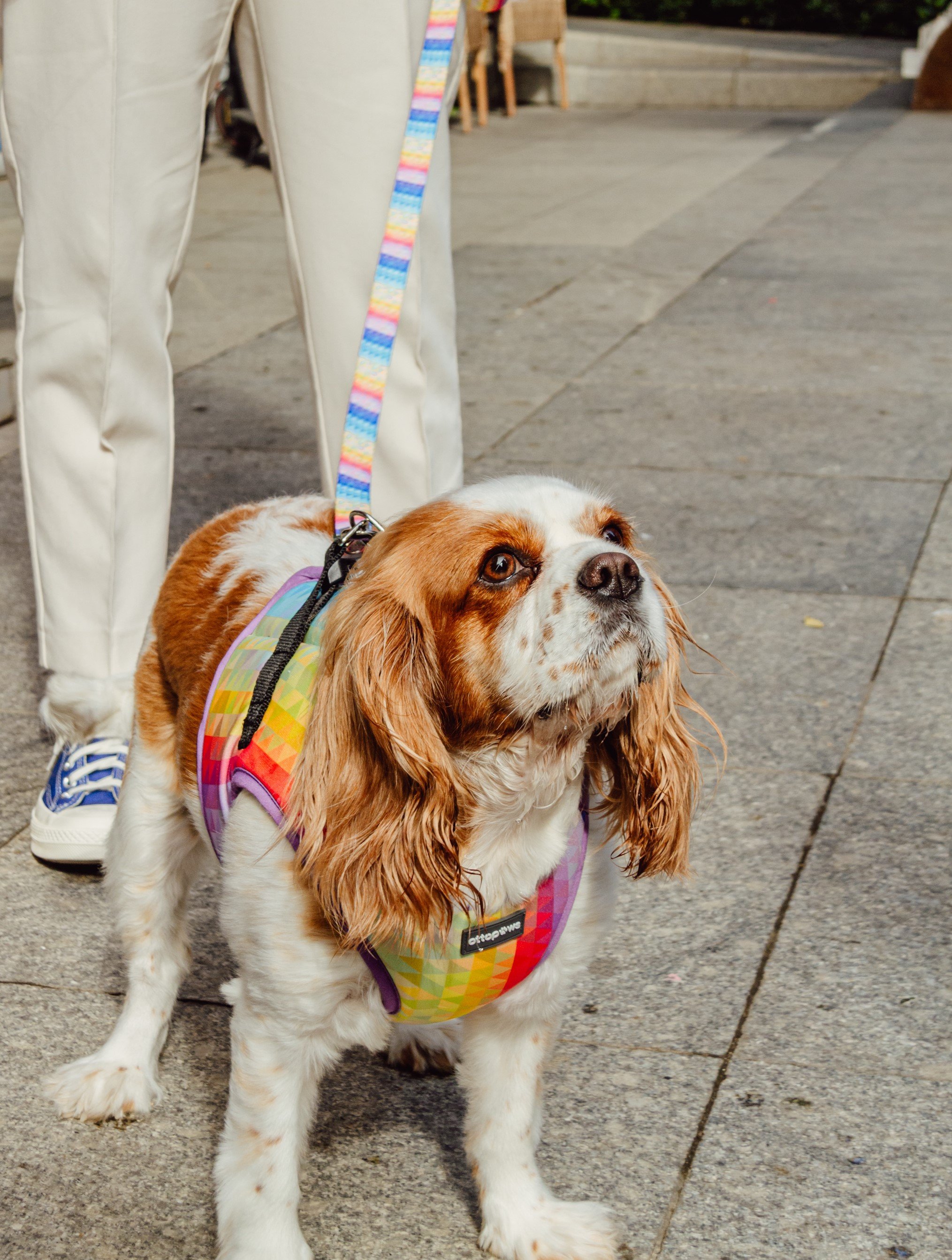 Rainbow Sky Gezdirme Tasması / Rainbow Sky Leash