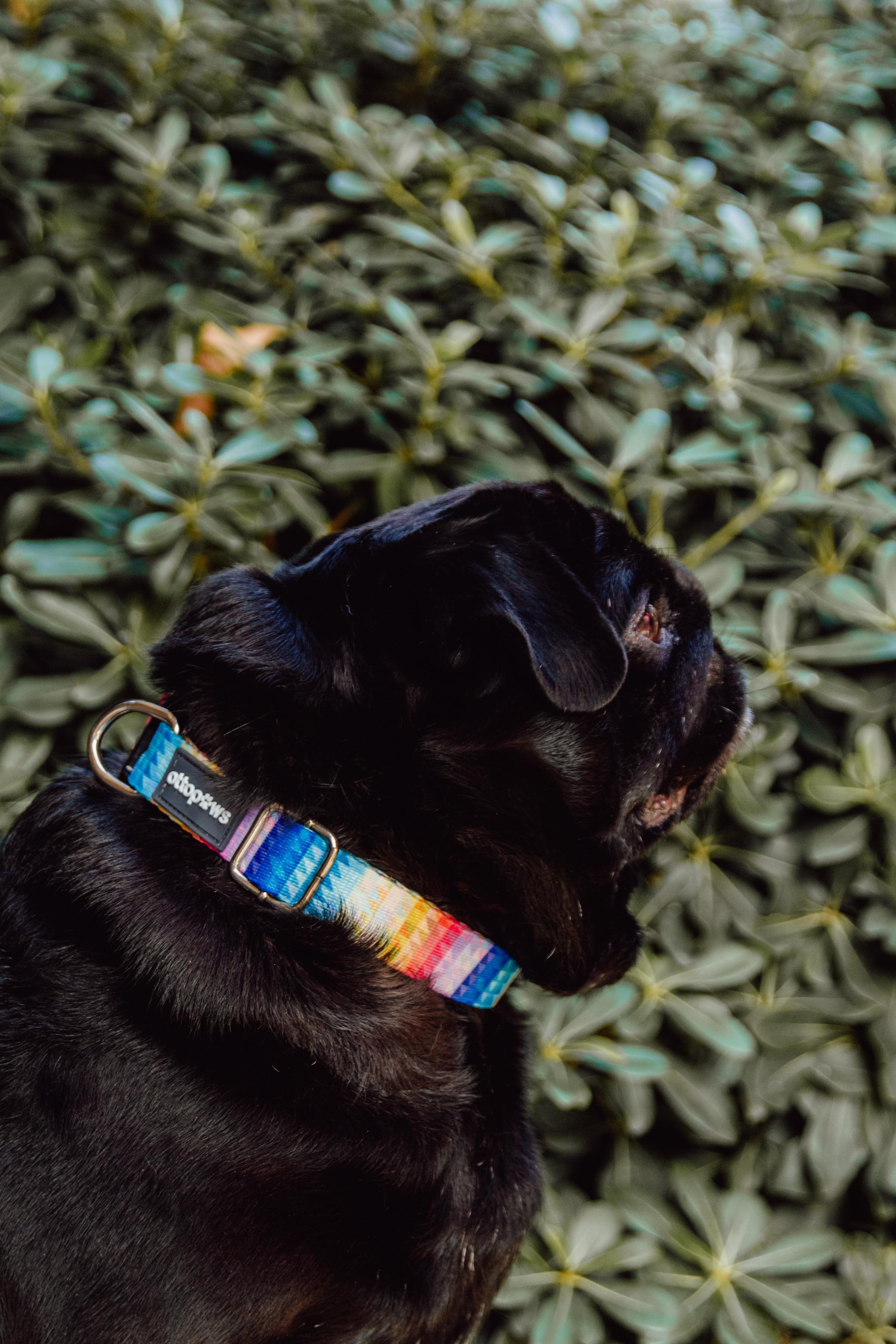 Rainbow Sky Boyun Tasması / Rainbow Sky Collar