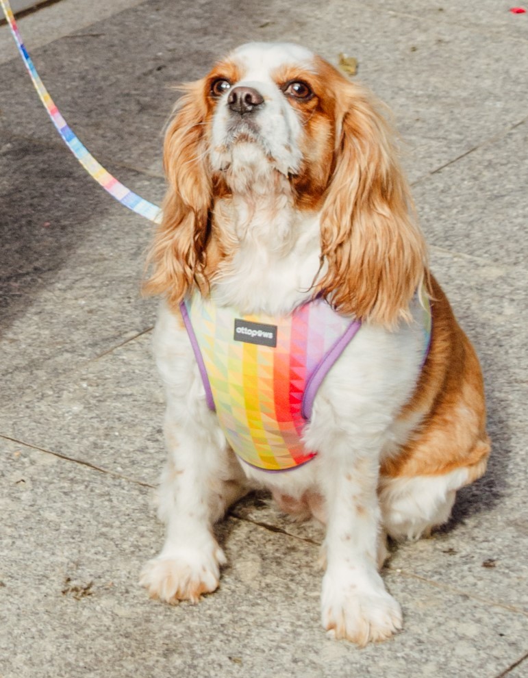 Rainbow Sky Göğüs Tasması / Rainbow Sky Harness