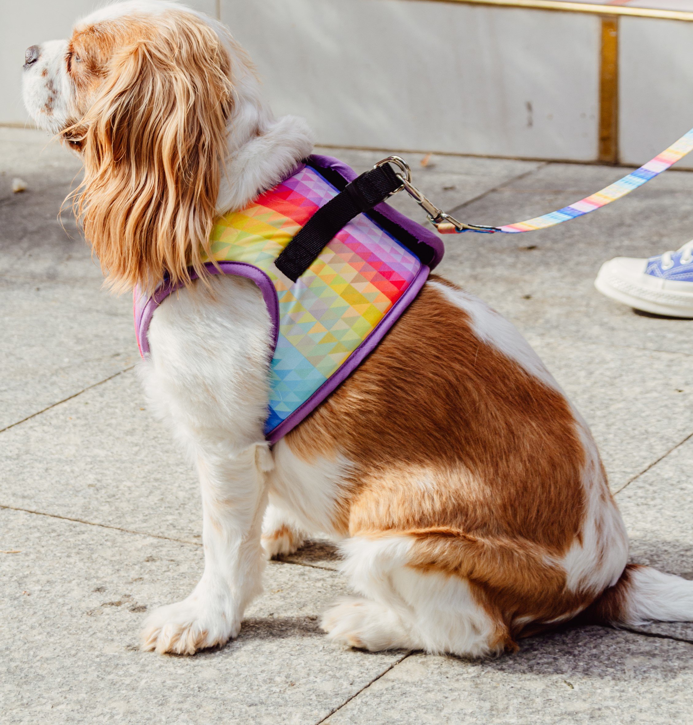 Rainbow Sky Göğüs Tasması / Rainbow Sky Harness