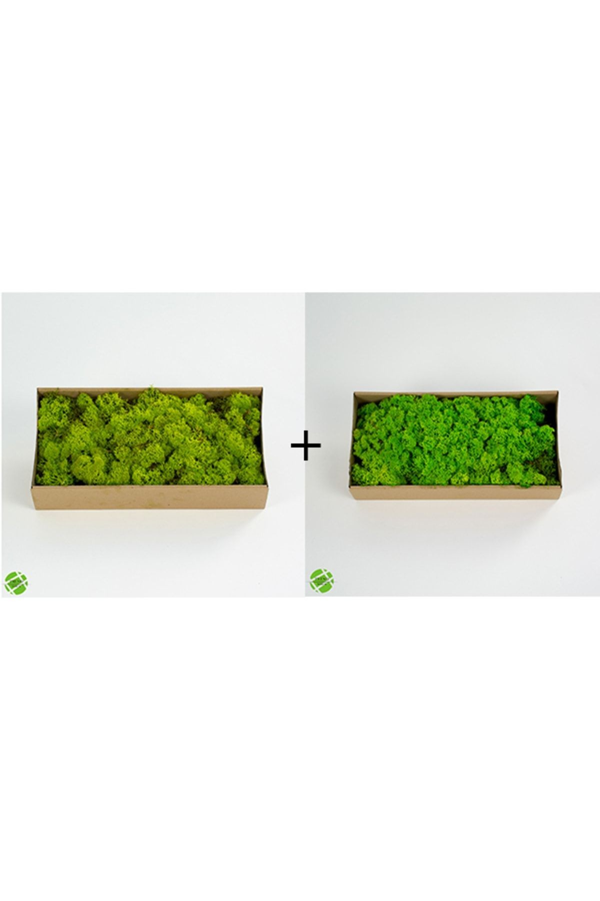 Reindeer Moss Lime Green-spring Green Set of 2 Freezing Imported Norwegian Moss