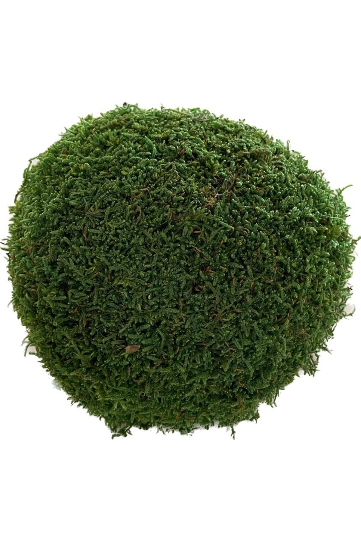 New Year's Decorations Moss Top Natural 55cm, Freezing Moss, ,handmade, Hobby Material