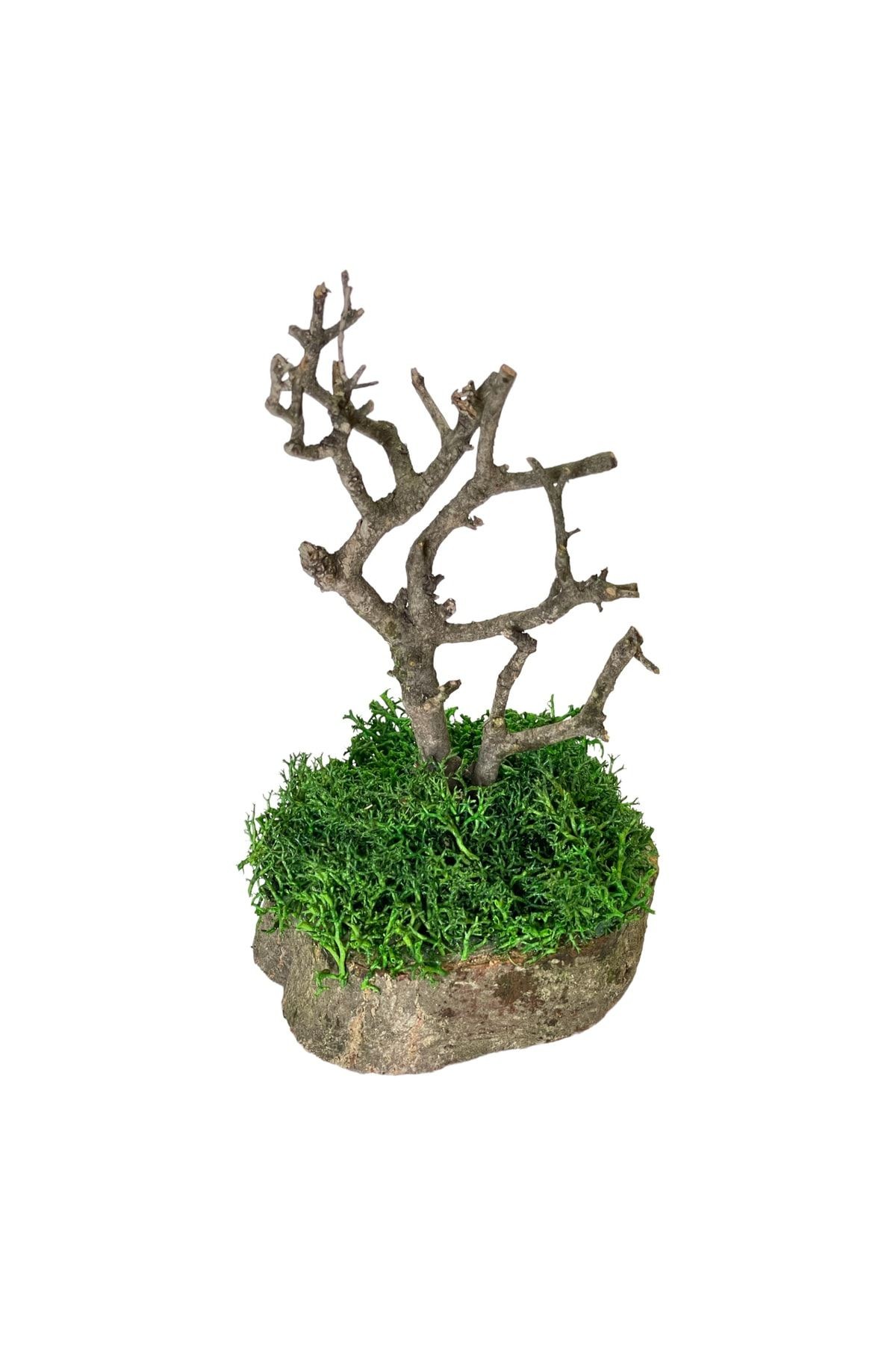 Miniature Natural Freezing Gift Wish Tree Natural Norwegian Moss Oak Tree