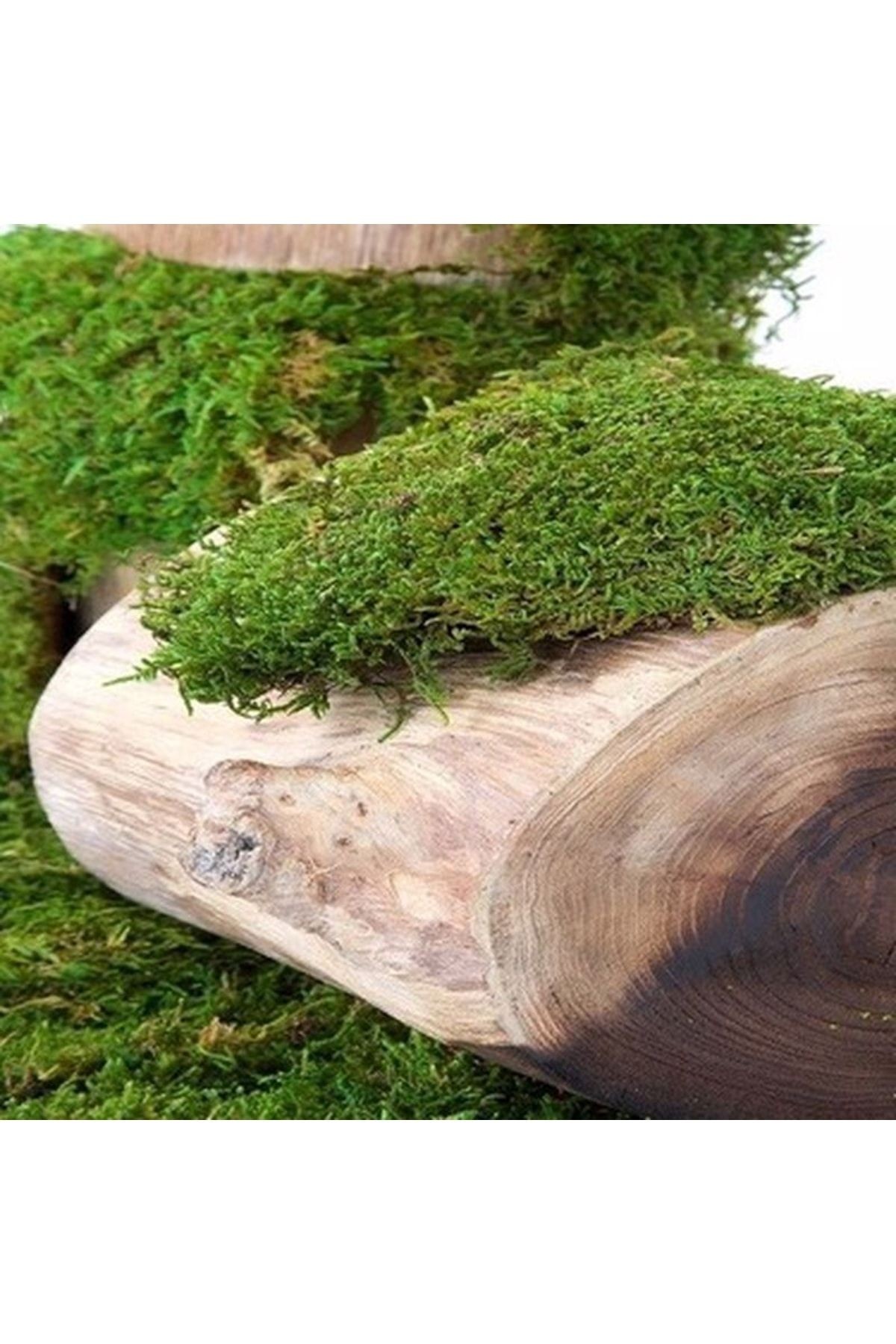 Live Freezing Stabilized Mummified Land Moss Flatmoss 250 gr Decorative Use Moss