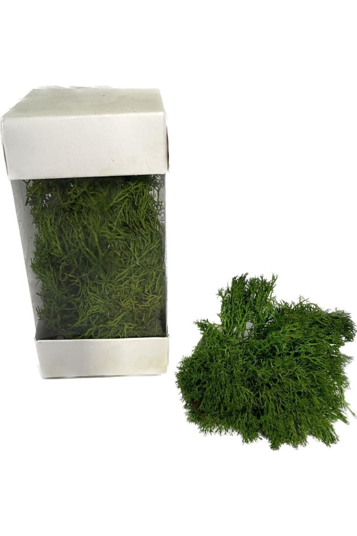 Terrarium Moss, Islandmoss, Mini Garden 10 Gr