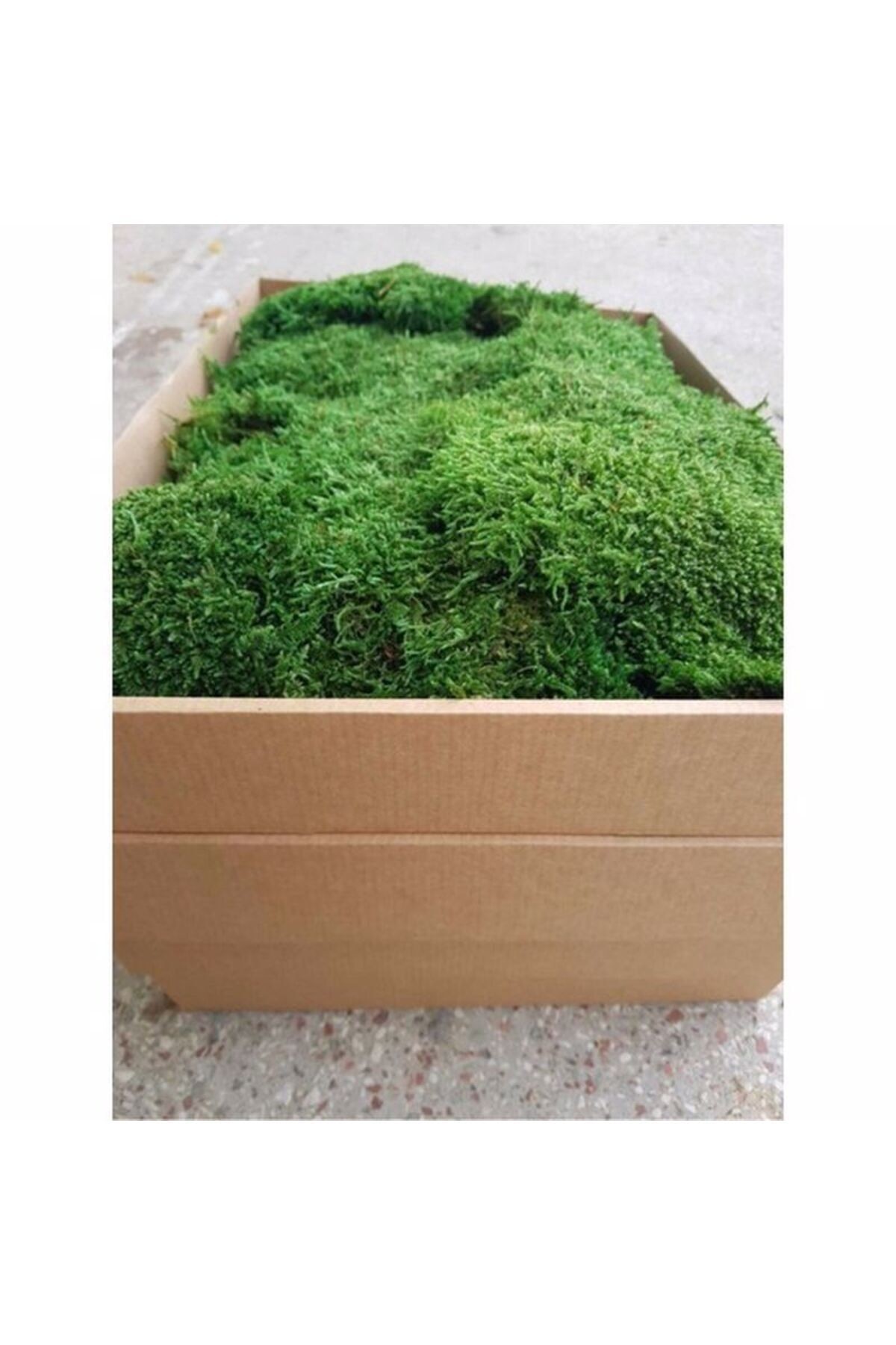 Live Freezing Mummified Land Moss Flatmoss 1m2 (square meter) Decorative Products Usage Moss