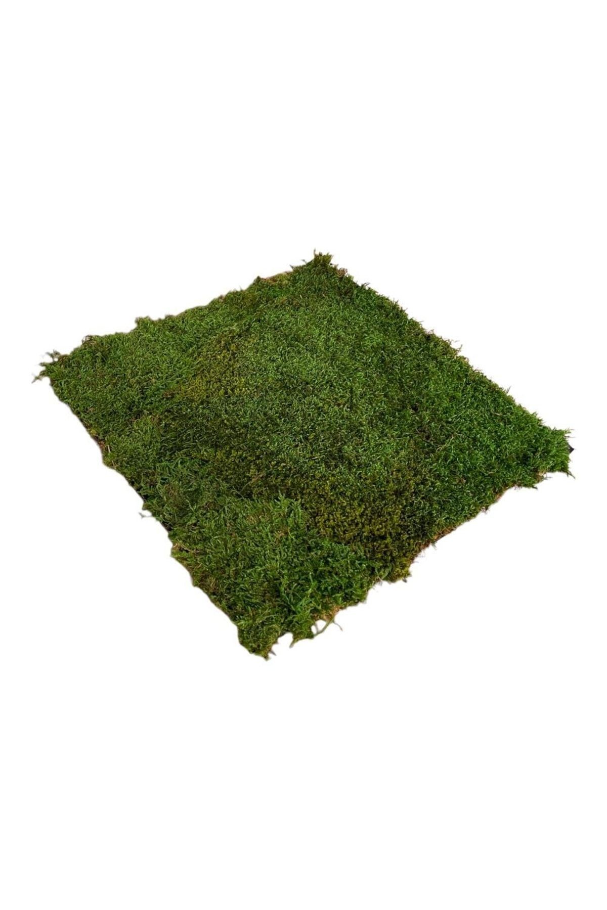 Multi-Purpose Preserved Moss Preserved, Freezing Green 40x40cm Garden, wall, flower pot, floor