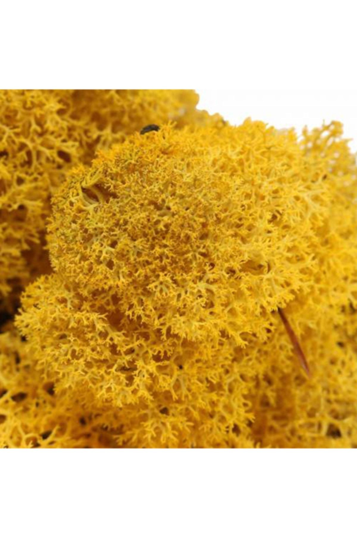 Reindeer Moss Yellow (MUSTARD) Freezing Imported Norwegian Moss