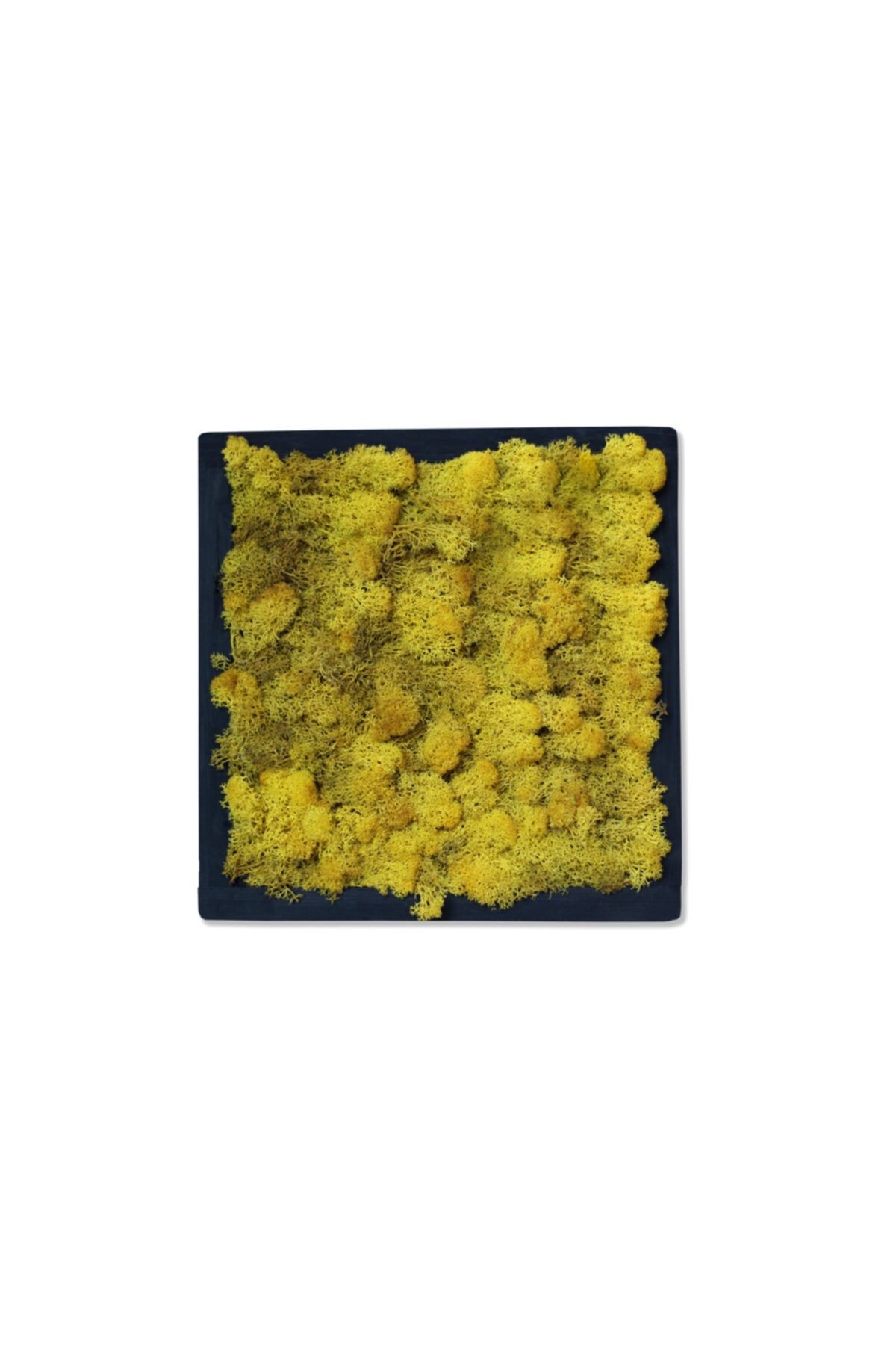 Yellow Live Moss Painting (30cmx30cm)