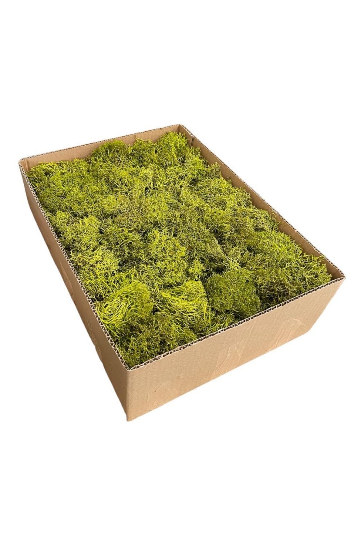 Terrarium Moss Green Norway Moss Lichen Mossterrarium Ornament House Plant Office Plant Indoor Plant