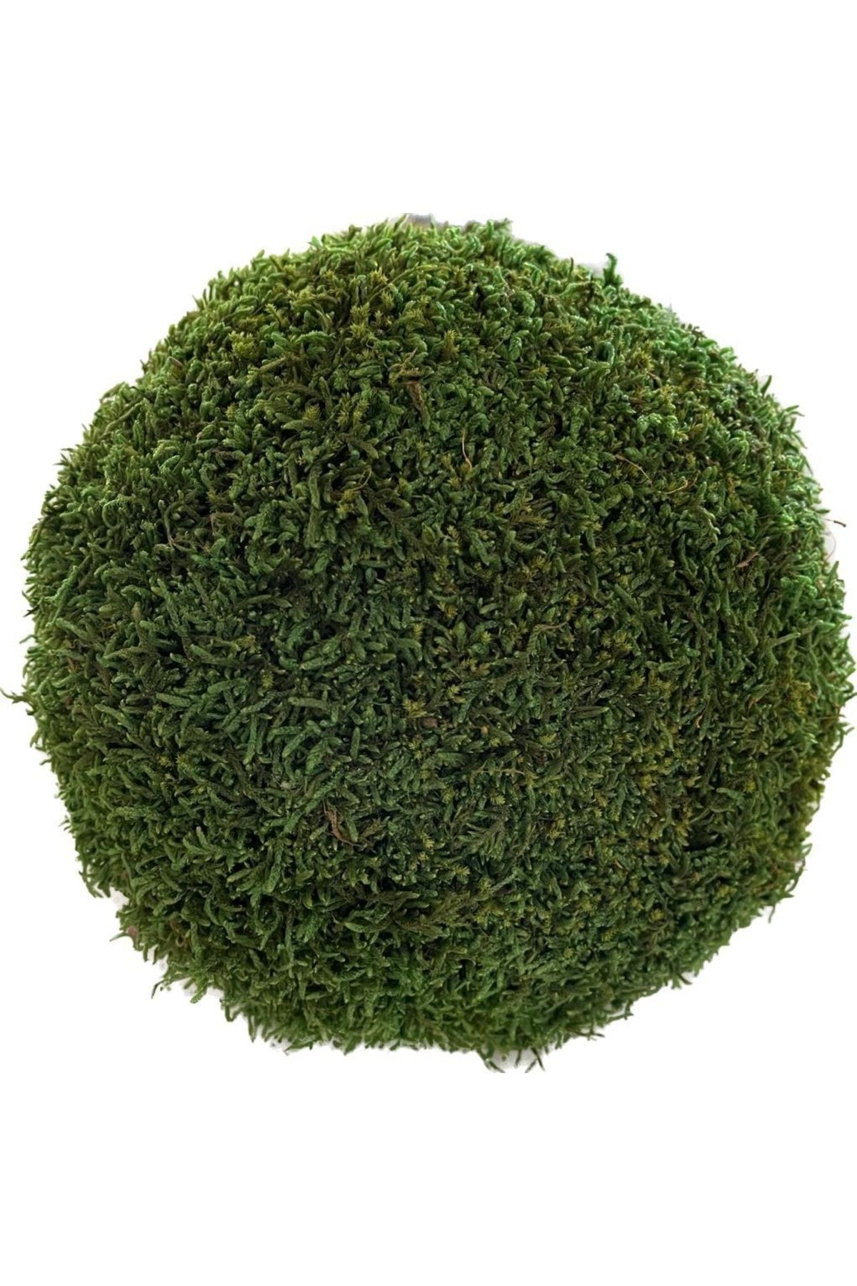 New Year's Decorations Moss Top Natural 55cm, Freezing Moss, ,handmade, Hobby Material