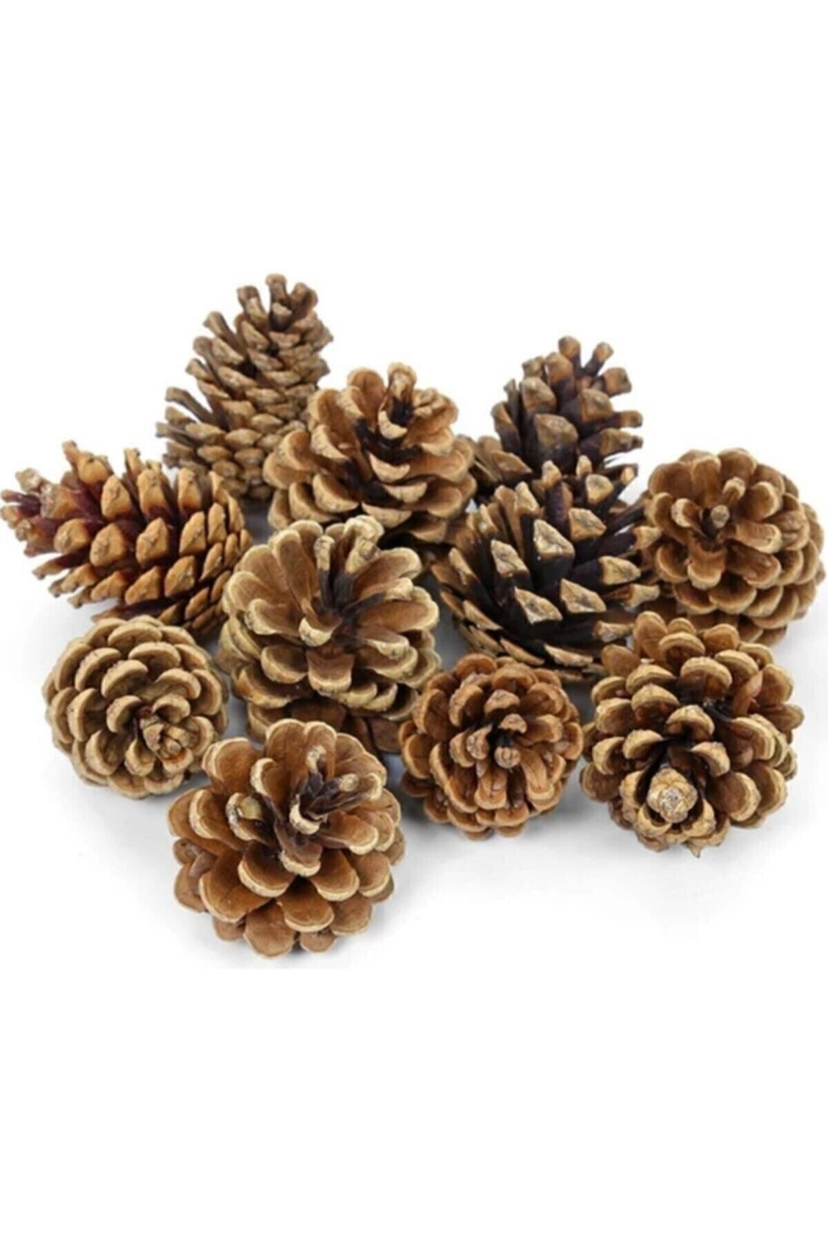 50 Natural Pinecones