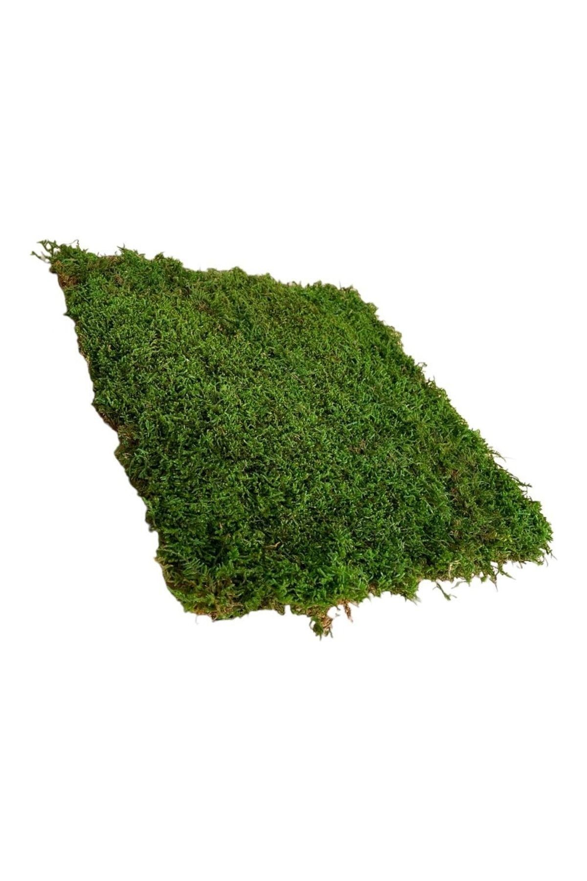 Multi-Purpose Preserved Moss Preserved, Freezing Green 40x40cm Garden, wall, flower pot, floor