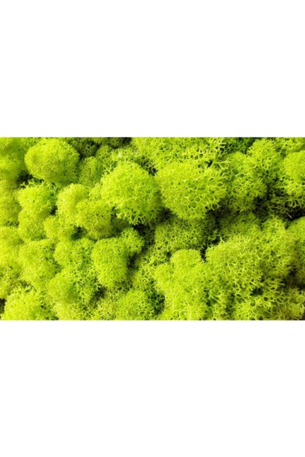 Reindeer Moss Lime Green Şoklanmış Norveç Ithal Yosunu 4 Kg