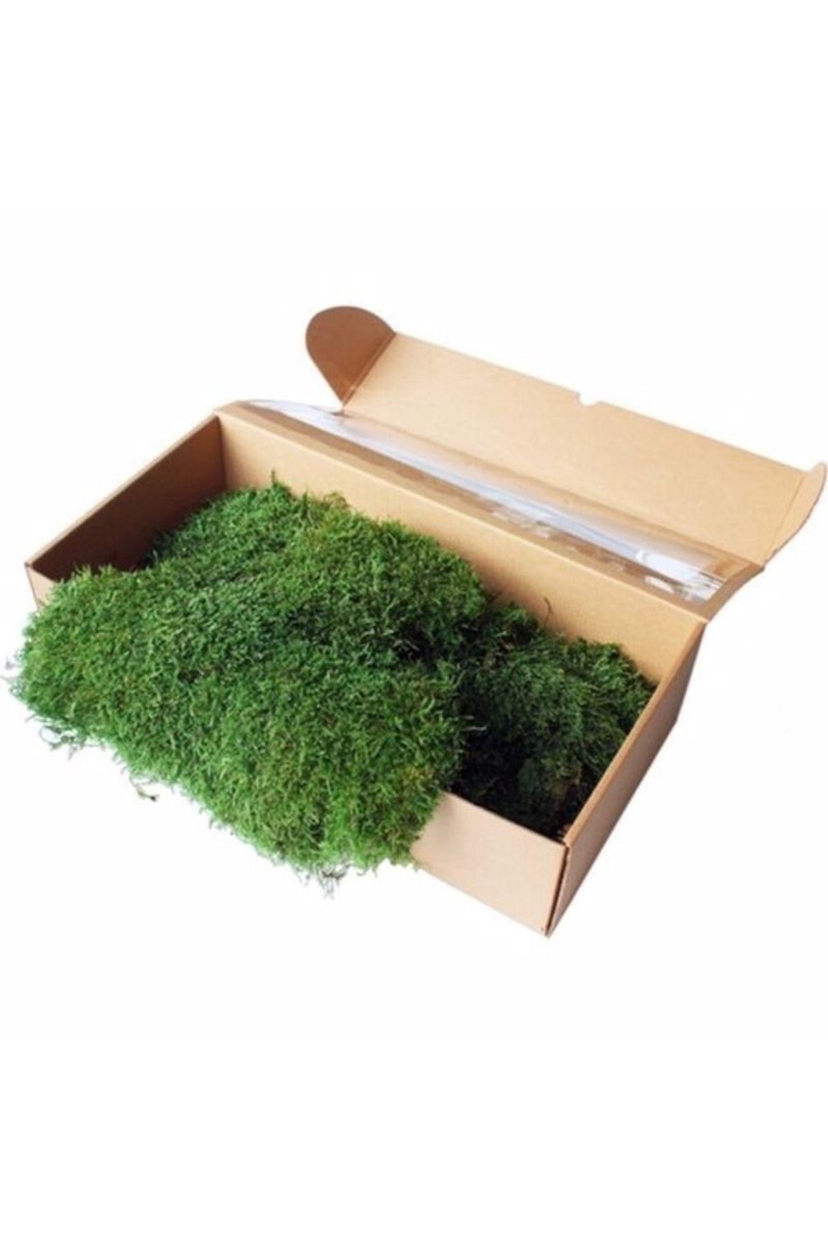 Live Freezing Stabilized Mummified Land Moss Flatmoss 250 gr Decorative Use Moss