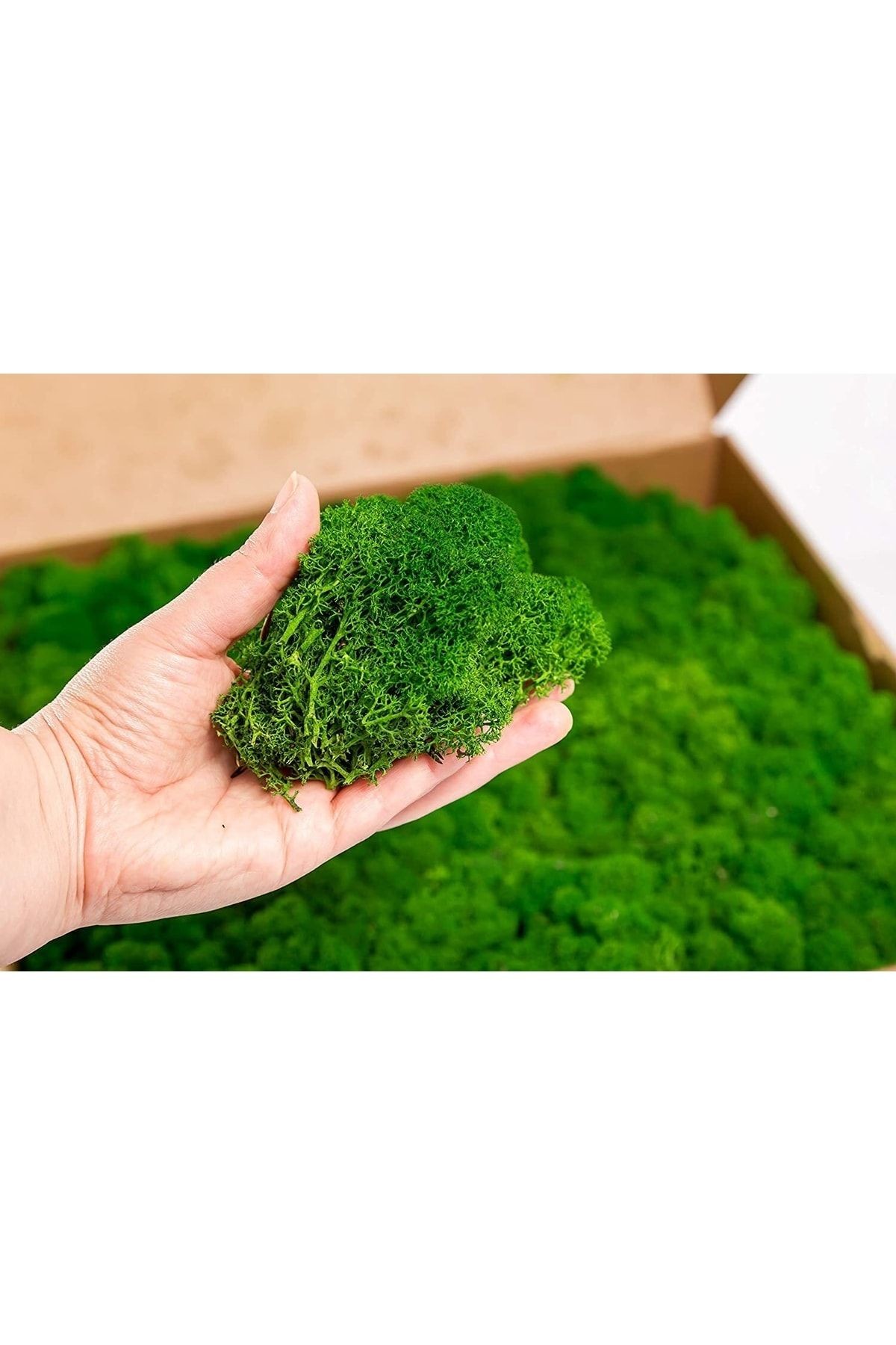 Reindeer Moss Forest Green Şoklanmış Ithal Norveç Yosunu 4 Kg