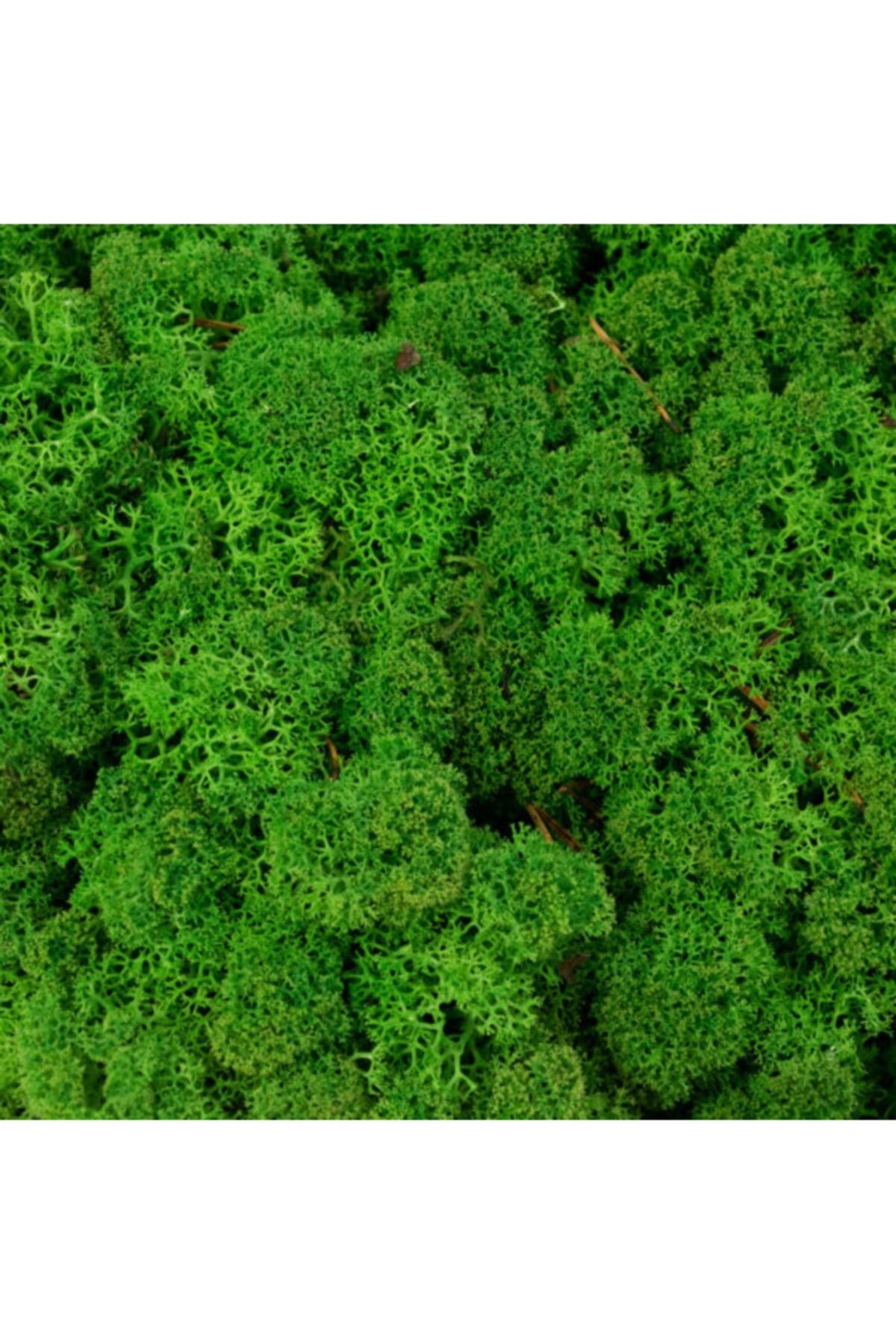 Reindeer Moss Forest Green Şoklanmış Ithal Norveç Yosunu