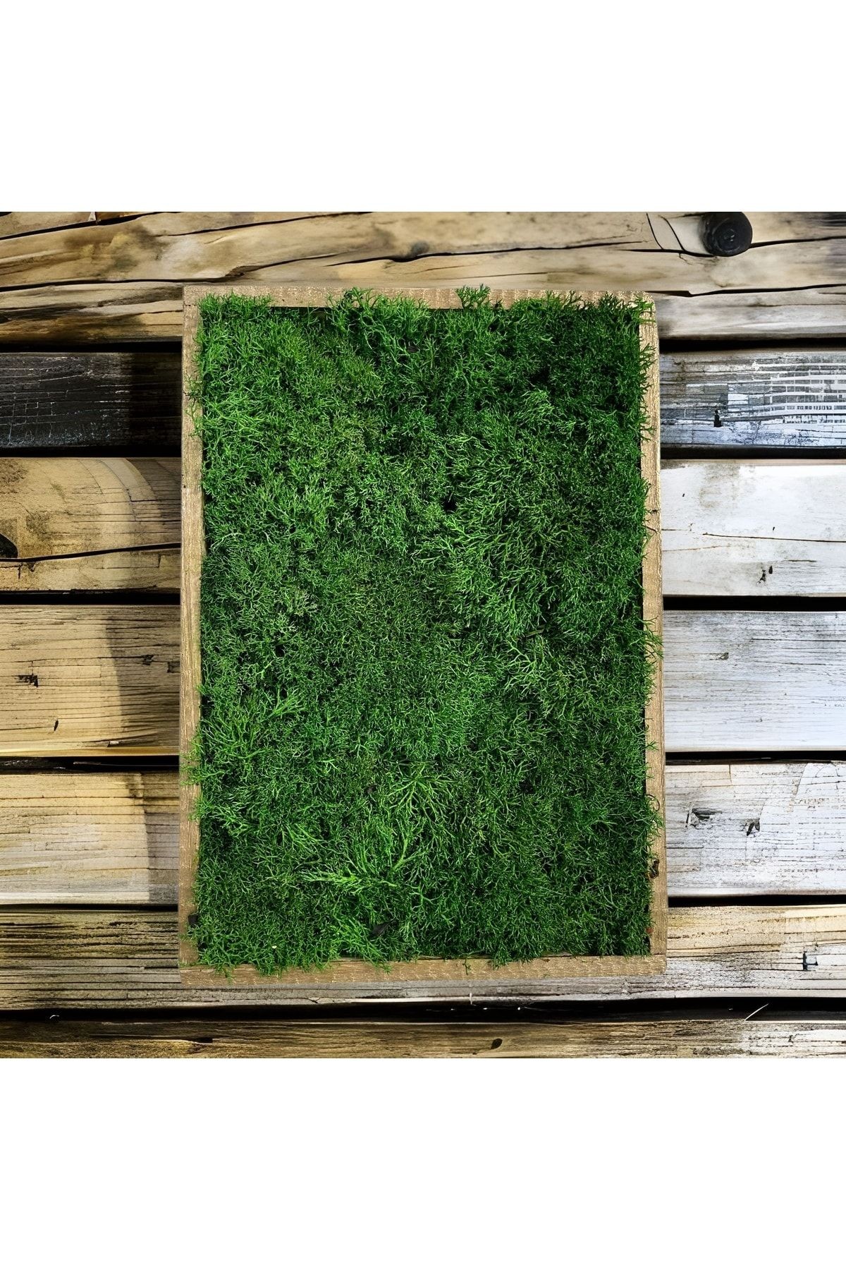 Natural Freezing Norway Moss Table Gift Wall Door Table Decoration 20x30cm