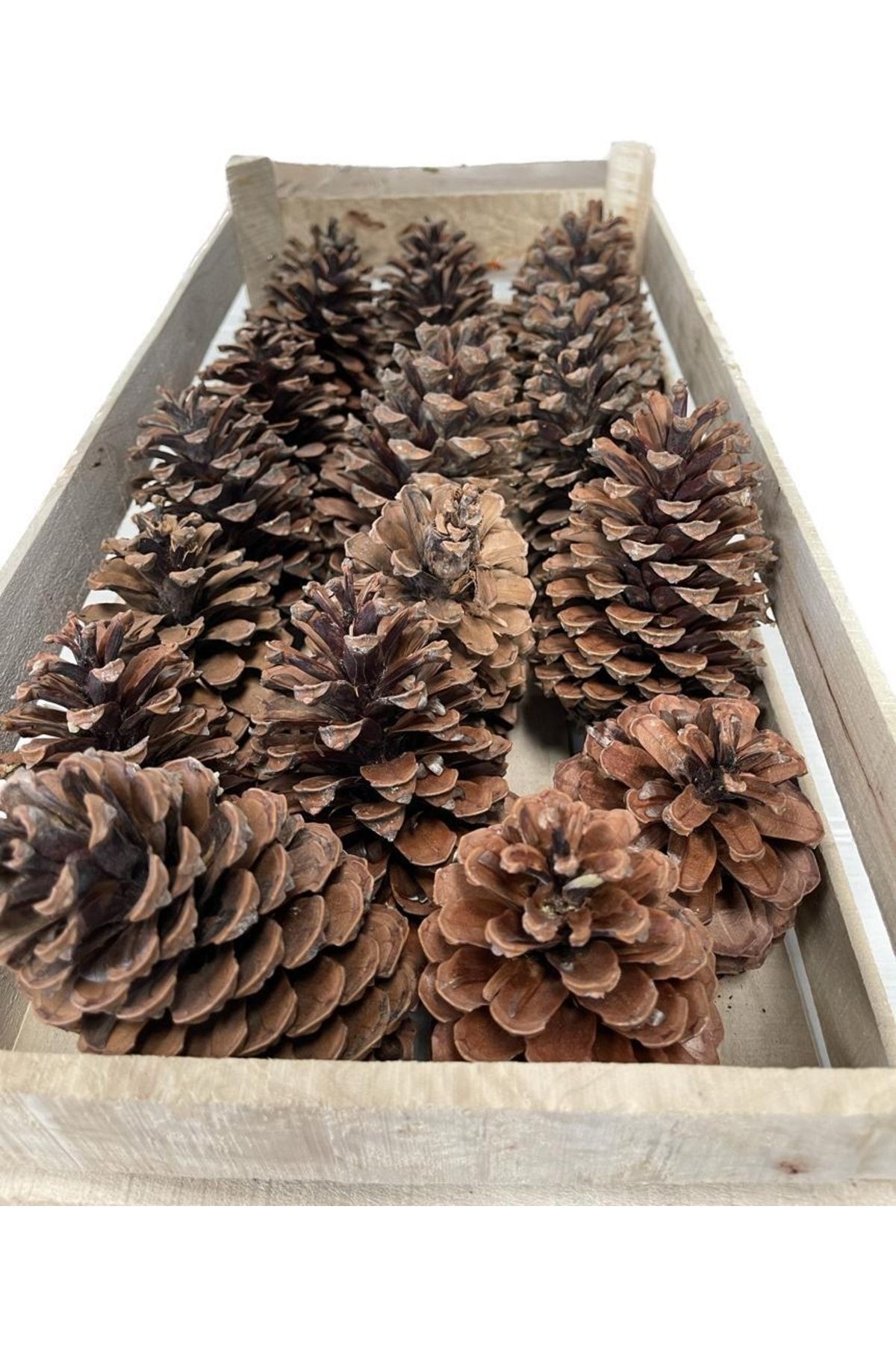 Natural Maritima Cones 20 cones in a wooden case, Christmas decorations