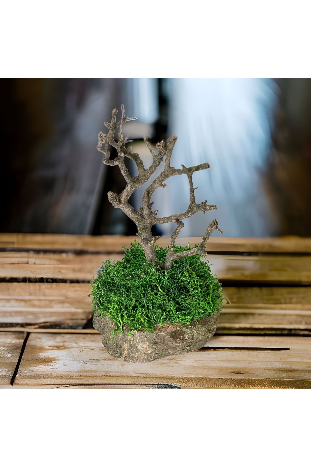 Miniature Natural Freezing Gift Wish Tree Natural Norwegian Moss Oak Tree