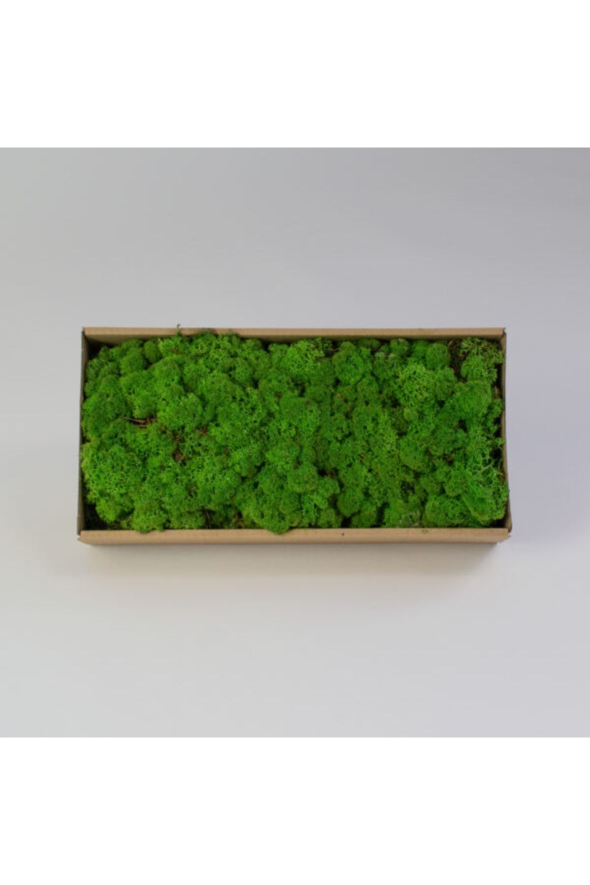 Reindeer Moss Forest Green Şoklanmış Ithal Norveç Yosunu