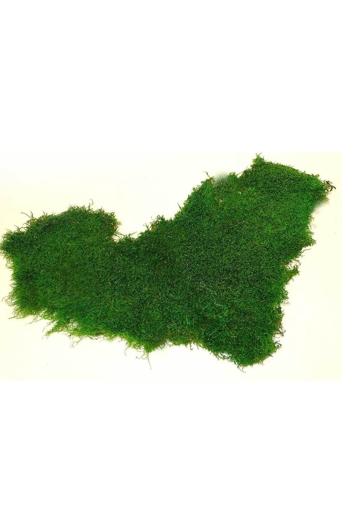 Doğal Şoklanmış Korunmuş Meşe Yaprak Yeşil Yosun 500 gr - Preserved Moss , Solmayan Yaşayan