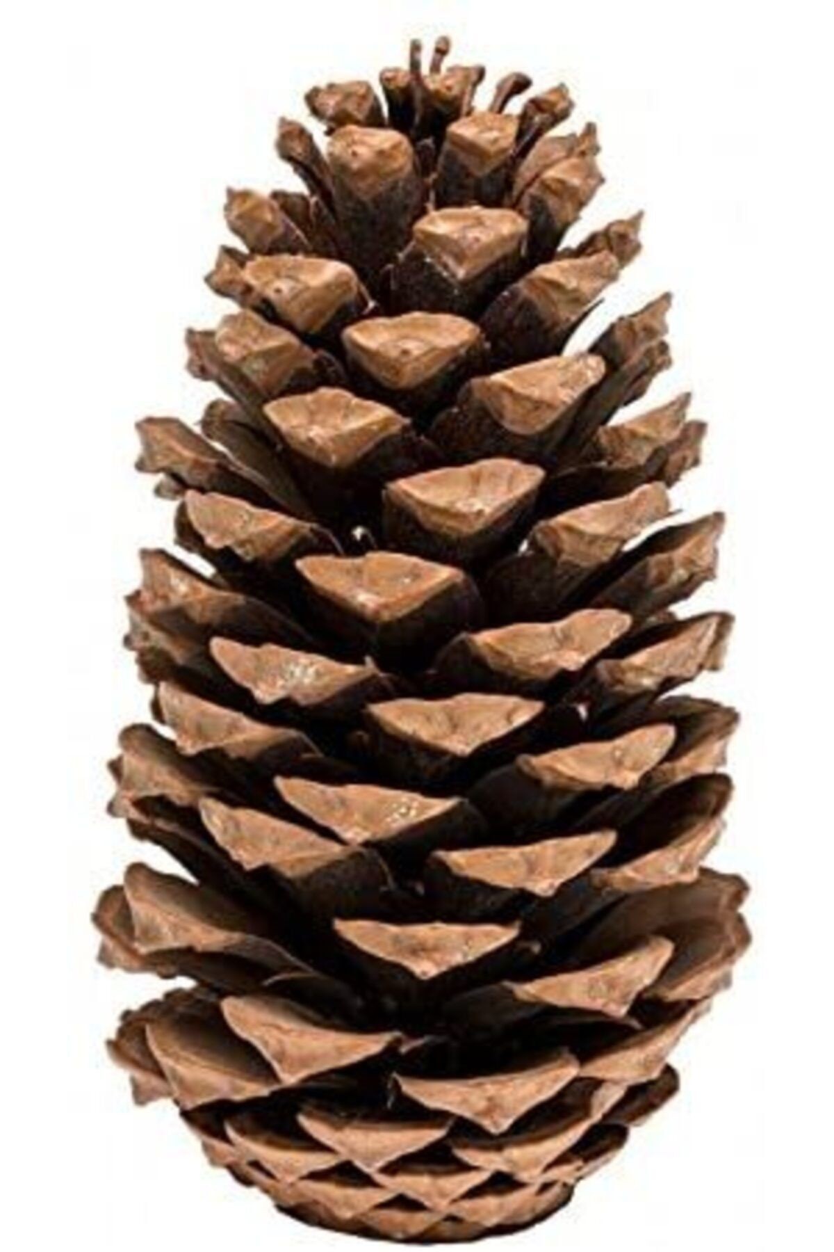 Maritima Kozalak Pine Cones 14–18 Cm 5 Pieces